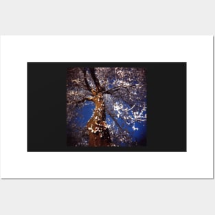 Lomography film photo of a frosty tree against a clear blue sky. Posters and Art